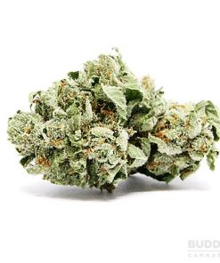 https://www.budderweeds.com/shop/cannabis-lube/ à¦à¦° à¦à¦¬à¦¿à¦° à¦«à¦²à¦¾à¦«à¦²